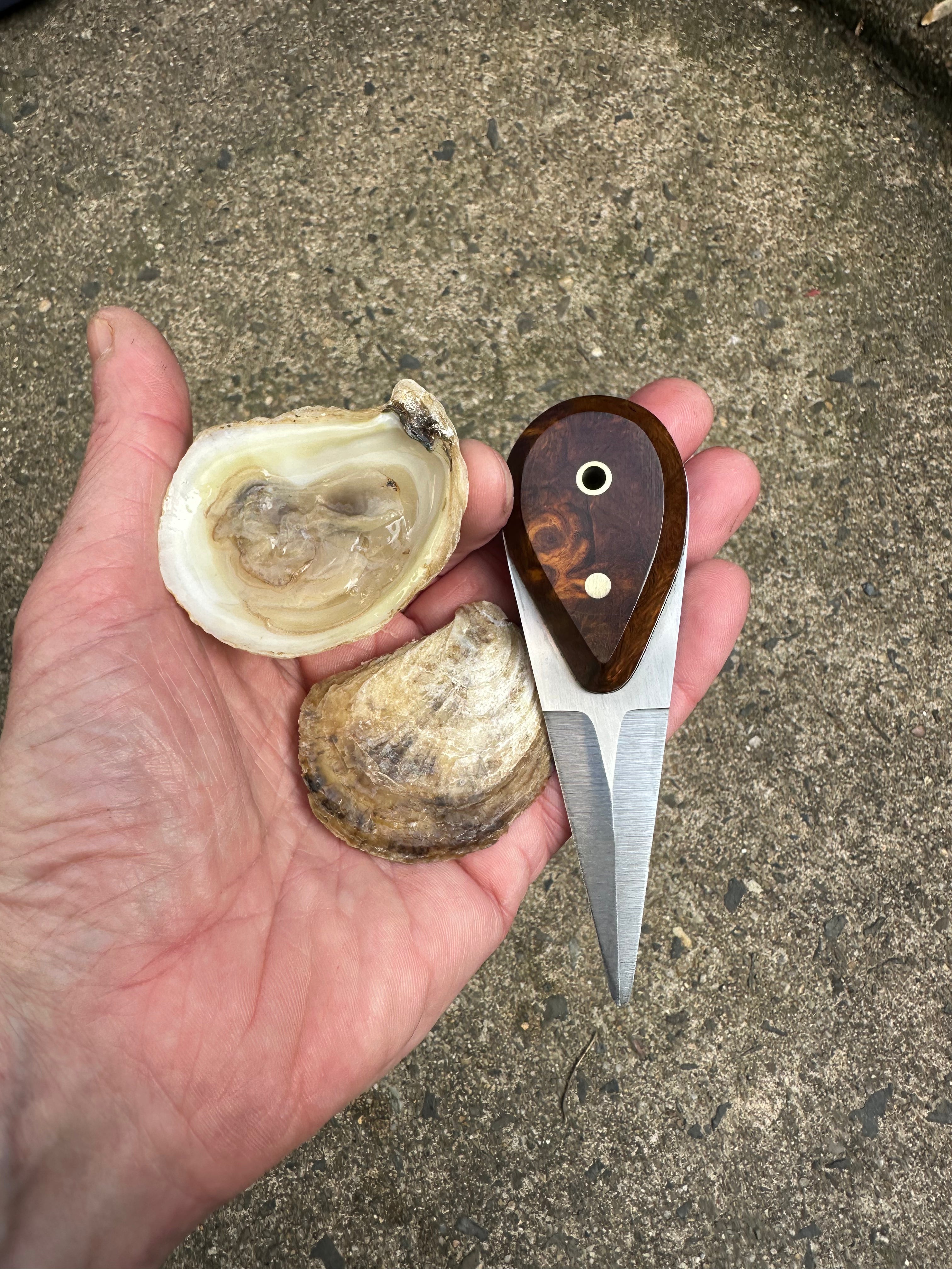 oyster shucker (ironwood)